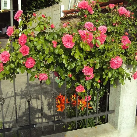 Guest house Amfora Byala (Varna)