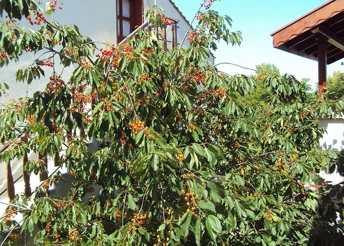 Amfora Гостевой дом